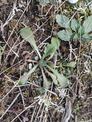 Crepis sancta