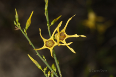 Anthocercis ilicifolia