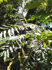 Dysoxylum