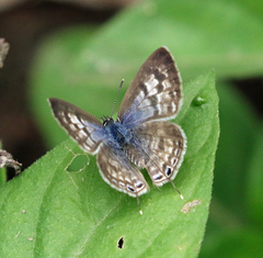 Leptotes pirithous