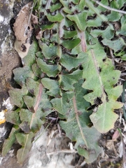 Crepis vesicaria taraxacifolia