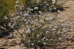 Scholtzia uberiflora