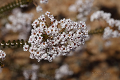 Scholtzia uberiflora