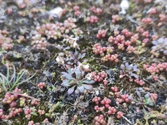 Draba verna