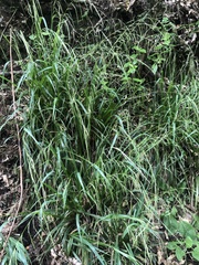 Brachypodium sylvaticum