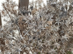 Echinophora spinosa