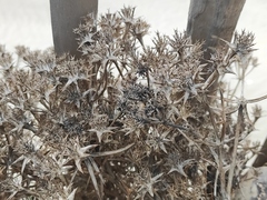 Echinophora spinosa