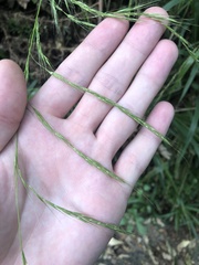 Brachypodium sylvaticum