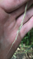 Brachypodium sylvaticum