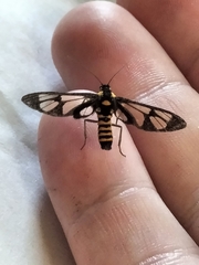 Amata huebneri