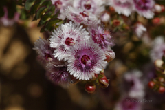 Verticordia oculata
