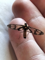 Amata huebneri