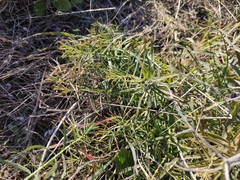 Euphorbia serrata
