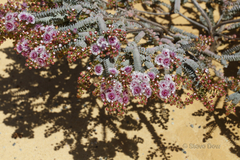 Verticordia oculata