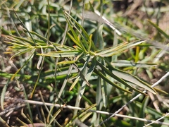 Euphorbia serrata