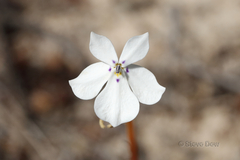 Isotoma hypocrateriformis