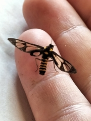 Amata huebneri