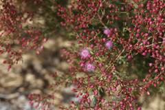 Verticordia monadelpha