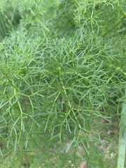 Ferula