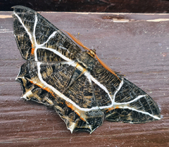 Mesastrape fulguraria