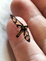 Amata huebneri