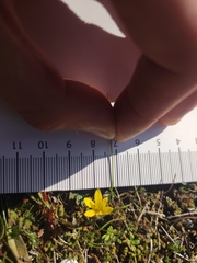 Gagea bohemica