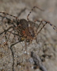 Scytodes globula