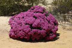 Verticordia monadelpha