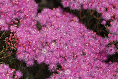 Verticordia monadelpha