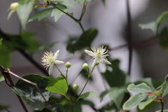 Clematis peterae