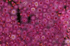 Verticordia monadelpha