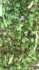 Hymenophyllum minimum