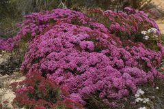 Verticordia monadelpha