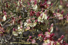 Lechenaultia linarioides