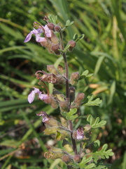 Teucrium botrys