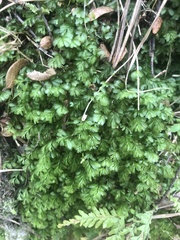 Hymenophyllum minimum