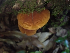 Heimiomyces