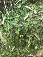 Hymenophyllum minimum