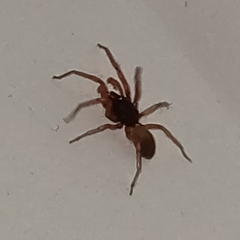 Dysderidae