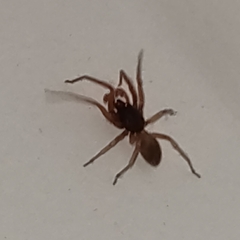 Dysderidae