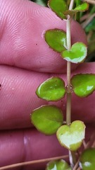 Epilobium chionanthum