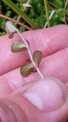 Epilobium chionanthum