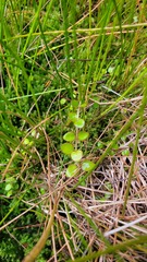 Epilobium chionanthum