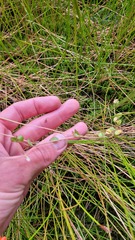 Epilobium chionanthum