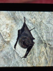 Taphozous melanopogon