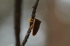Acanthosoma denticaudum
