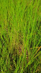 Epilobium chionanthum