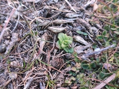 Parentucellia latifolia