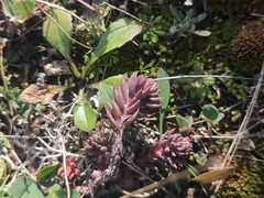 Petrosedum ochroleucum
