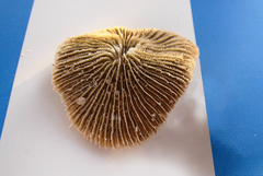 Fungiidae
